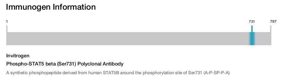 Phospho-STAT5 beta (Ser731) Polyclonal Antibody