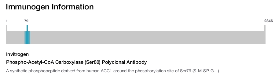 Phospho-Acetyl-CoA Carboxylase (Ser80) Polyclonal Antibody