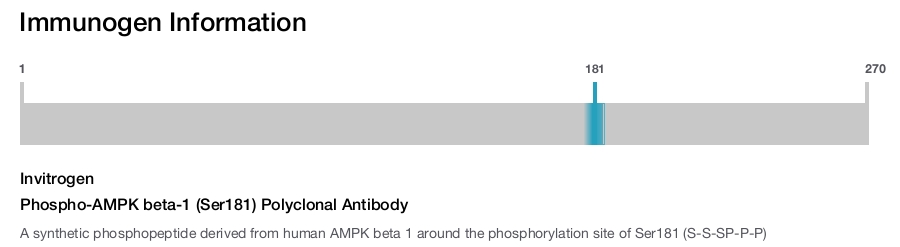 Phospho-AMPK beta-1 (Ser181) Polyclonal Antibody
