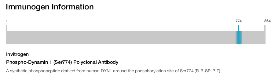 Phospho-Dynamin 1 (Ser774) Polyclonal Antibody