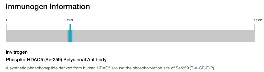 Phospho-HDAC5 (Ser259) Polyclonal Antibody