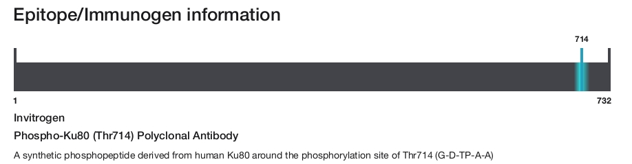 Phospho-Ku80 (Thr714) Polyclonal Antibody