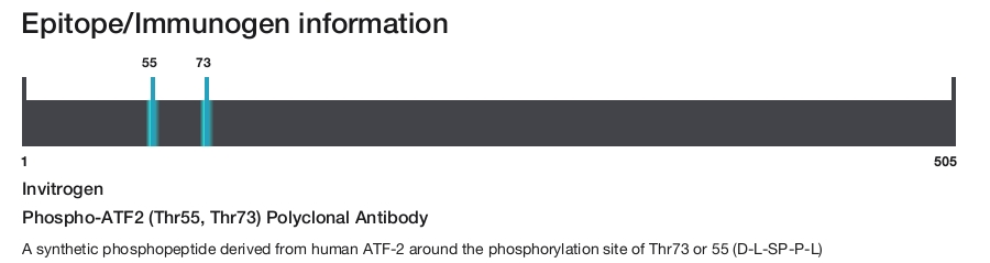 Phospho-ATF2 (Thr55, Thr73) Polyclonal Antibody