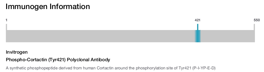 Phospho-Cortactin (Tyr421) Polyclonal Antibody