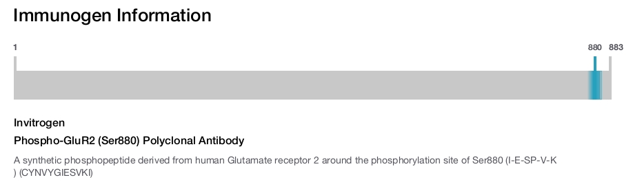 Phospho-GluR2 (Ser880) Polyclonal Antibody