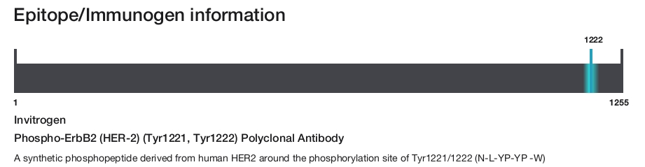 Phospho-ErbB2 (HER-2) (Tyr1221, Tyr1222) Polyclonal Antibody