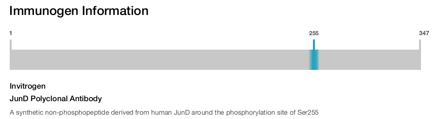 JunD Polyclonal Antibody