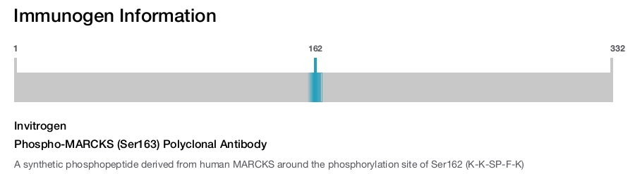 Phospho-MARCKS (Ser163) Polyclonal Antibody