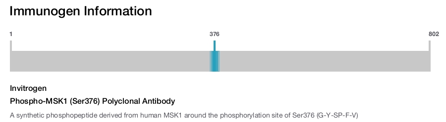 Phospho-MSK1 (Ser376) Polyclonal Antibody