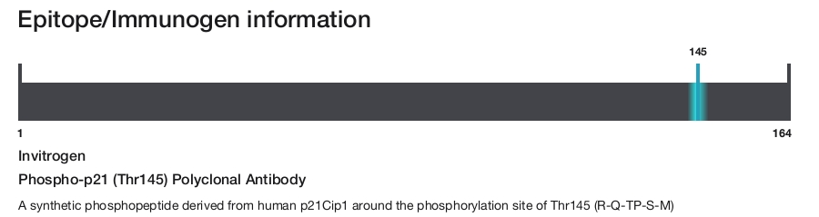 Phospho-p21 (Thr145) Polyclonal Antibody