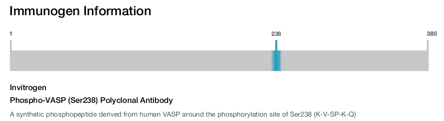 Phospho-VASP (Ser238) Polyclonal Antibody