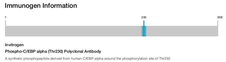 Phospho-C/EBP alpha (Thr230) Polyclonal Antibody