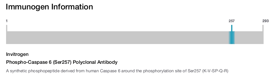 Phospho-Caspase 6 (Ser257) Polyclonal Antibody
