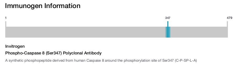 Phospho-Caspase 8 (Ser347) Polyclonal Antibody