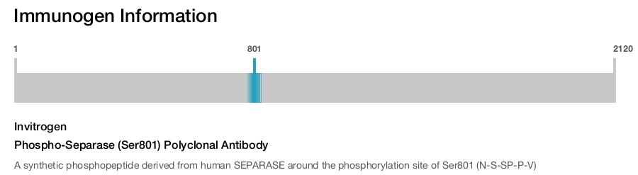 Phospho-Separase (Ser801) Polyclonal Antibody