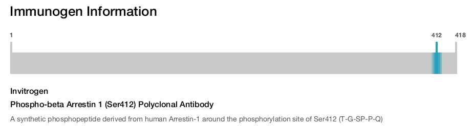 Phospho-beta Arrestin 1 (Ser412) Polyclonal Antibody