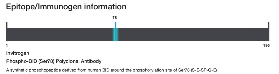 Phospho-BID (Ser78) Polyclonal Antibody