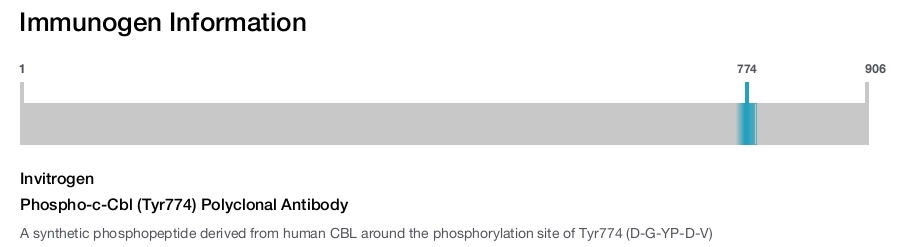 Phospho-c-Cbl (Tyr774) Polyclonal Antibody