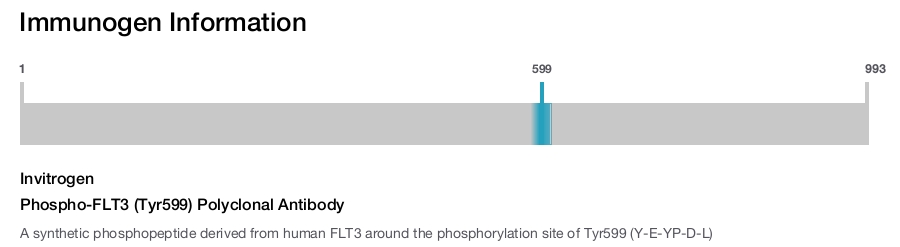 Phospho-FLT3 (Tyr599) Polyclonal Antibody