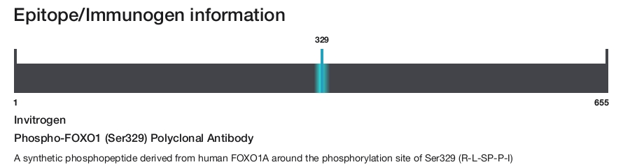 Phospho-FOXO1 (Ser329) Polyclonal Antibody