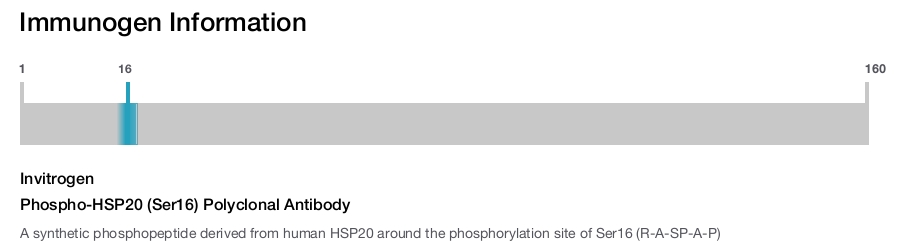 Phospho-HSP20 (Ser16) Polyclonal Antibody
