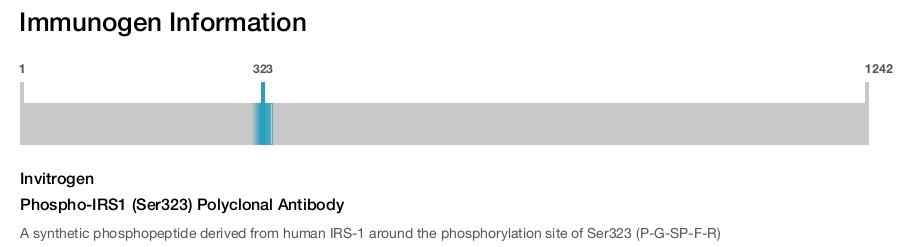 Phospho-IRS1 (Ser323) Polyclonal Antibody
