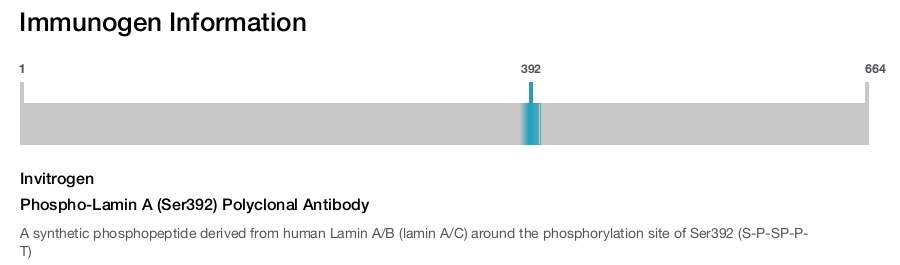 Phospho-Lamin A (Ser392) Polyclonal Antibody