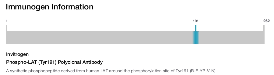Phospho-LAT (Tyr191) Polyclonal Antibody