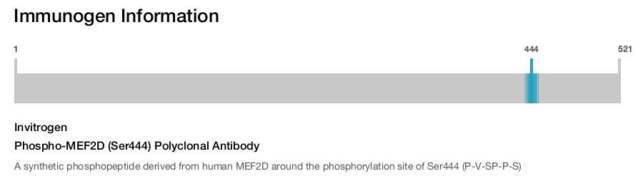 Phospho-MEF2D (Ser444) Polyclonal Antibody