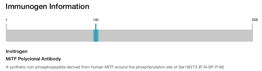 MiTF Polyclonal Antibody