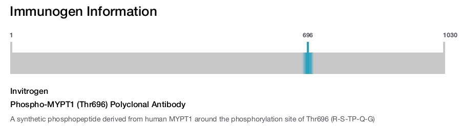 Phospho-MYPT1 (Thr696) Polyclonal Antibody