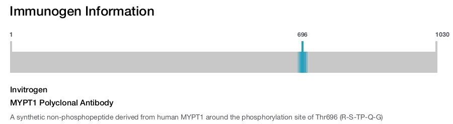 MYPT1 Polyclonal Antibody