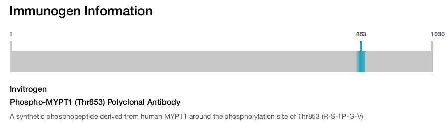 Phospho-MYPT1 (Thr853) Polyclonal Antibody