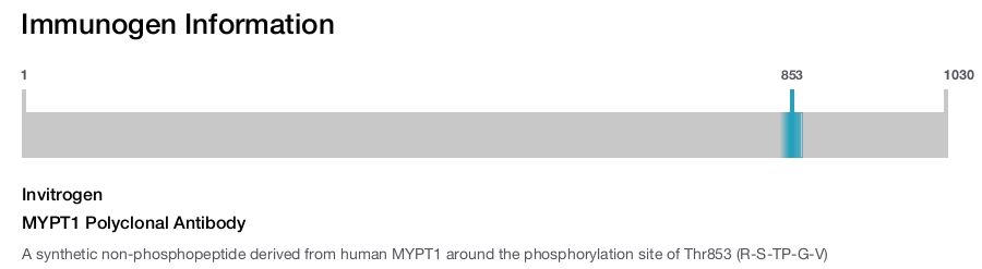 MYPT1 Polyclonal Antibody
