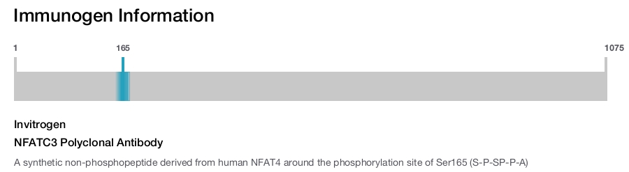 NFATC3 Polyclonal Antibody