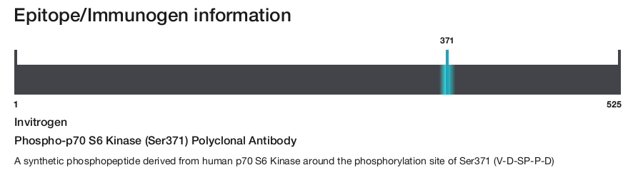 Phospho-p70 S6 Kinase (Ser371) Polyclonal Antibody