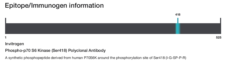 Phospho-p70 S6 Kinase (Ser418) Polyclonal Antibody