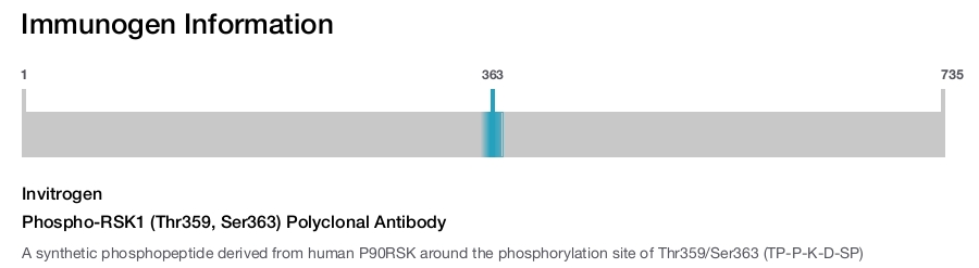 Phospho-RSK1 (Thr359, Ser363) Polyclonal Antibody