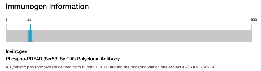 Phospho-PDE4D (Ser53, Ser190) Polyclonal Antibody