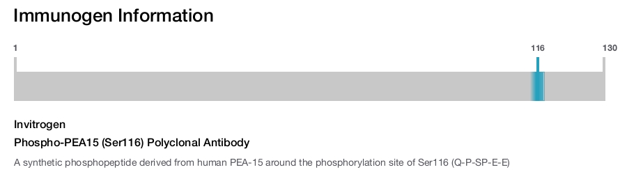Phospho-PEA15 (Ser116) Polyclonal Antibody