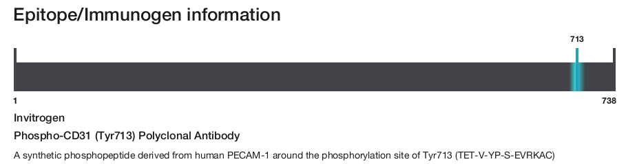 Phospho-CD31 (Tyr713) Polyclonal Antibody