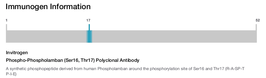 Phospho-Phospholamban (Ser16, Thr17) Polyclonal Antibody