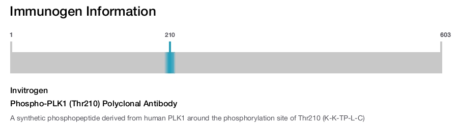 Phospho-PLK1 (Thr210) Polyclonal Antibody