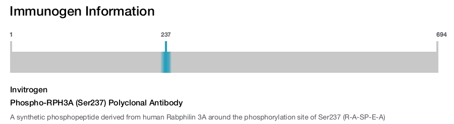 Phospho-RPH3A (Ser237) Polyclonal Antibody