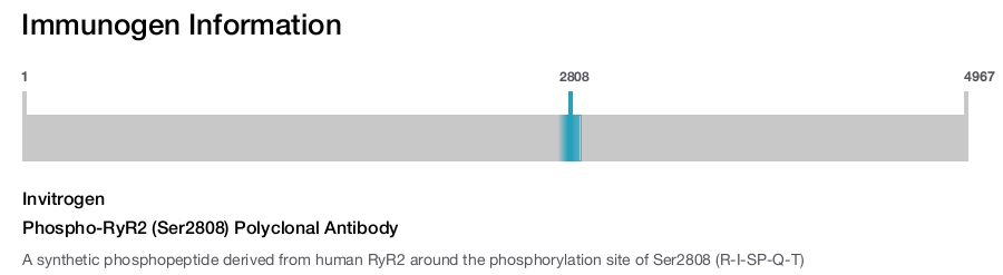 Phospho-RyR2 (Ser2808) Polyclonal Antibody