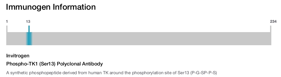 Phospho-TK1 (Ser13) Polyclonal Antibody