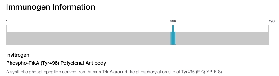 Phospho-TrkA (Tyr496) Polyclonal Antibody