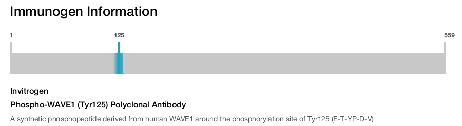 Phospho-WAVE1 (Tyr125) Polyclonal Antibody