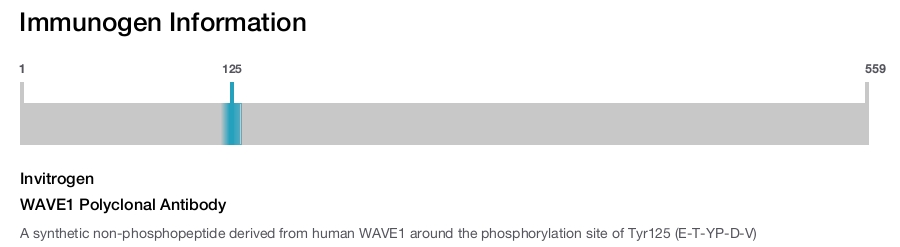 WAVE1 Polyclonal Antibody