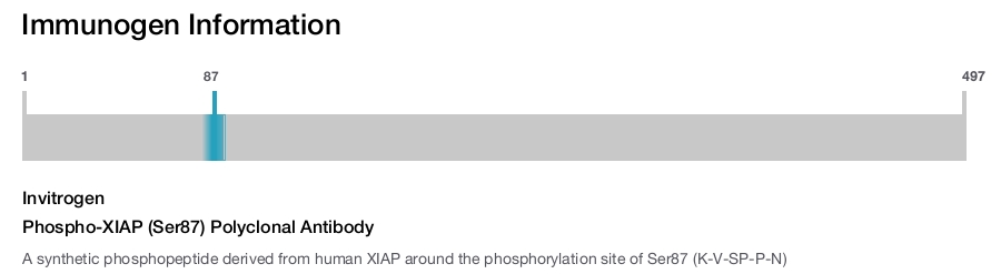 Phospho-XIAP (Ser87) Polyclonal Antibody